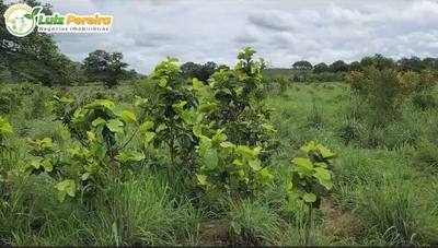 Terreno, 503 m² - Foto 1