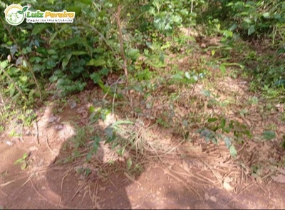 Terreno, 523 hectares - Foto 4