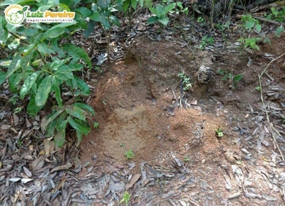 Terreno, 523 hectares - Foto 3