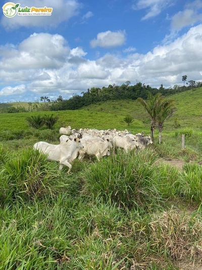 Terreno, 2323 m² - Foto 1