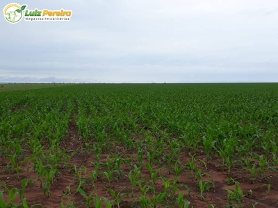 Terreno, 1180 hectares - Foto 5