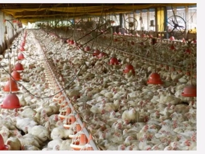 Sítio, 6 quartos, 100000 m² - Foto 2