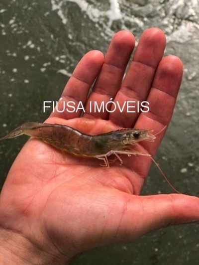 Terreno, 13 hectares - Foto 5