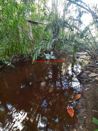 Fazenda-Sítio-Chácara, 12 hectares - Foto 5