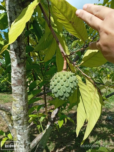 Chácara, 3 quartos, 4000 m² - Foto 4