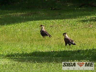 Chácara, 6 quartos, 4 hectares - Foto 4