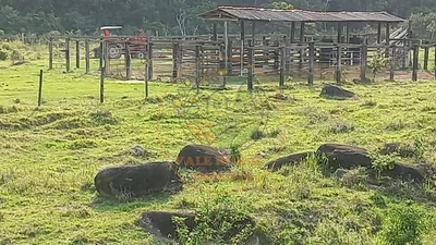 Fazenda-Sítio-Chácara - Foto 2