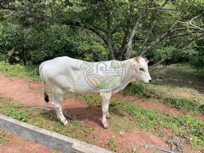 Sítio, 3 quartos, 2 hectares - Foto 3