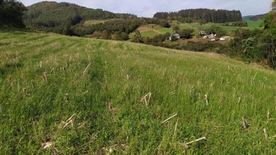 Sítio, 4 quartos, 12 hectares - Foto 4