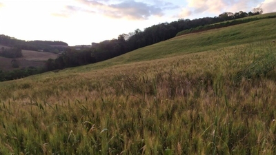 Fazenda, 49 hectares - Foto 1