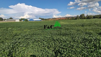 Terreno, 5 hectares - Foto 3