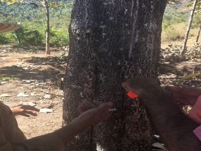 Fazenda-Sítio-Chácara, 5 quartos - Foto 3