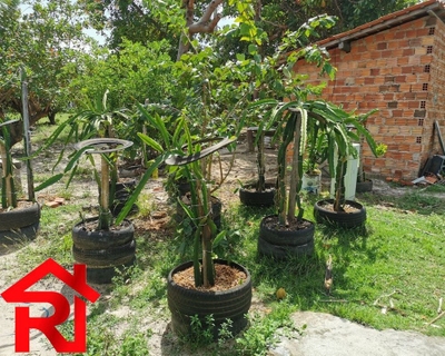 Sítio, 3 quartos, 7800 m² - Foto 2