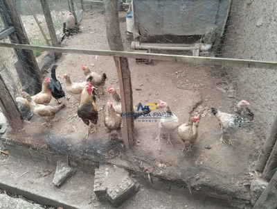 Casa, 4 quartos, 100 m² - Foto 4