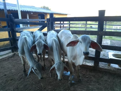 Fazenda-Sítio-Chácara, 15 hectares - Foto 5