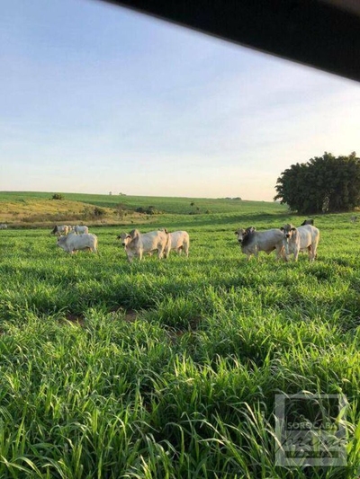 Fazenda-Sítio-Chácara, 2614 hectares - Foto 5