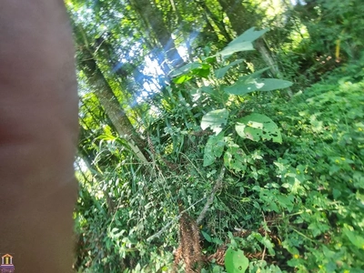 Chácara, 3 quartos, 6000 m² - Foto 5