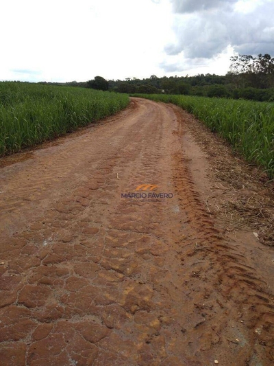 Sítio, 41 hectares - Foto 3