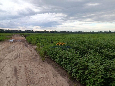 Fazenda-Sítio-Chácara, 140 hectares - Foto 1