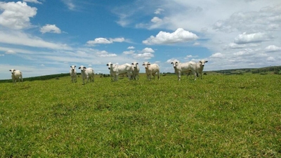 Fazenda-Sítio-Chácara, 99 hectares - Foto 3