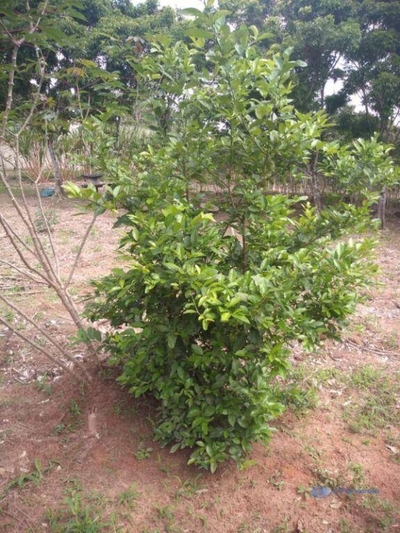 Terreno, 1100 m² - Foto 3