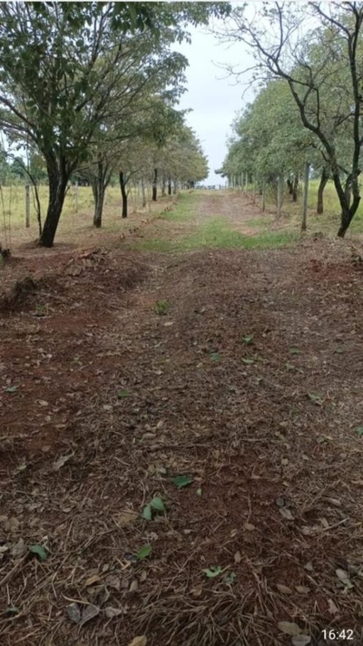 Chácara, 2 hectares - Foto 4