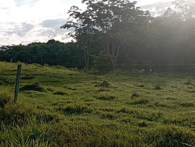 Chácara, 2 hectares - Foto 2