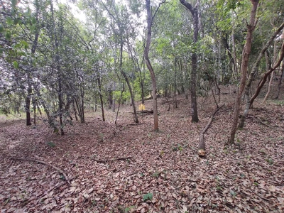 Sítio, 3 quartos, 2 hectares - Foto 5