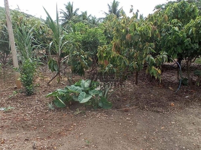 Sítio, 3 m² - Foto 5