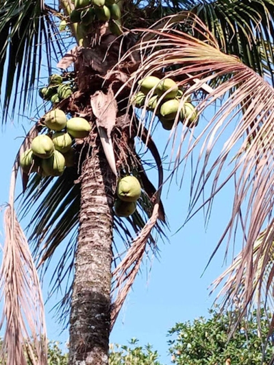 Chácara, 3 quartos, 7000 m² - Foto 5