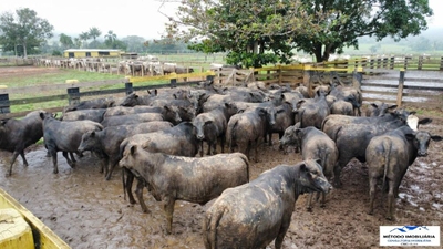 Fazenda, 2085 hectares - Foto 5