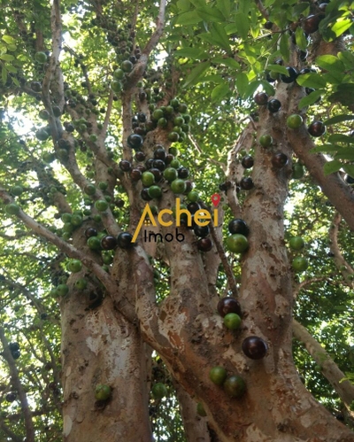 Casa, 4 quartos - Foto 5