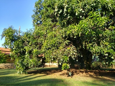 Sítio, 3 quartos, 3 hectares - Foto 5