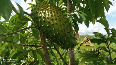 Terreno, 4000 m² - Foto 4