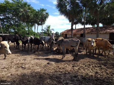 Fazenda-Sítio-Chácara, 261 hectares - Foto 5