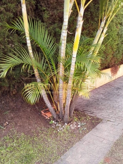 Chácara, 4 quartos, 2000 m² - Foto 4