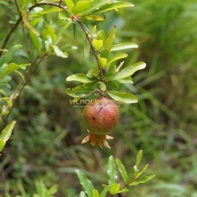 Sítio, 4 quartos, 5 hectares - Foto 5