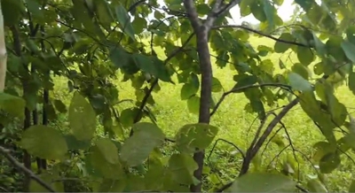 Fazenda-Sítio-Chácara, 21 hectares - Foto 4