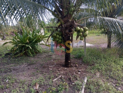 Terreno, 1 hectares - Foto 4