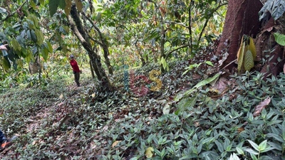 Terreno, 12 hectares - Foto 3