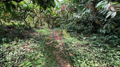 Terreno, 12 hectares - Foto 4