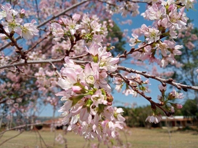 Fazenda-Sítio-Chácara, 15 hectares - Foto 2