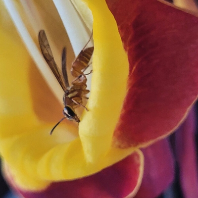 Sítio, 1 quarto, 13 m² - Foto 5