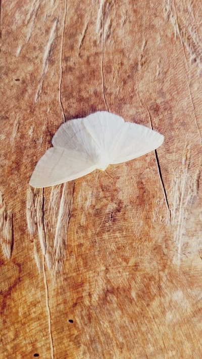 Sítio, 1 quarto, 13 m² - Foto 4