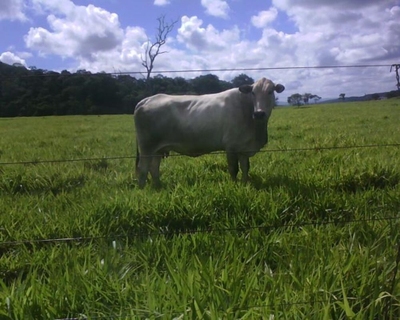 Fazenda-Sítio-Chácara, 336 m² - Foto 2