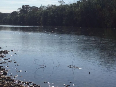 Fazenda-Sítio-Chácara, 930 hectares - Foto 3
