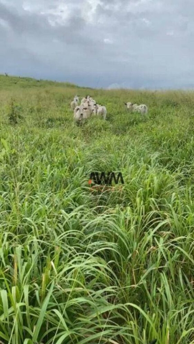 Fazenda-Sítio-Chácara, 1041 hectares - Foto 4