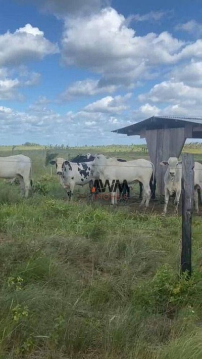 Fazenda-Sítio-Chácara, 1041 hectares - Foto 1