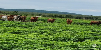 Fazenda-Sítio-Chácara, 5058 hectares - Foto 1