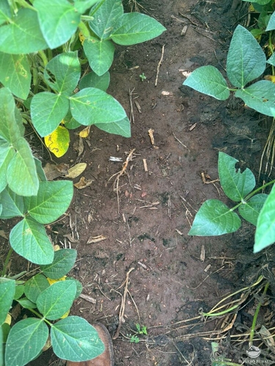 Fazenda-Sítio-Chácara, 678 hectares - Foto 4